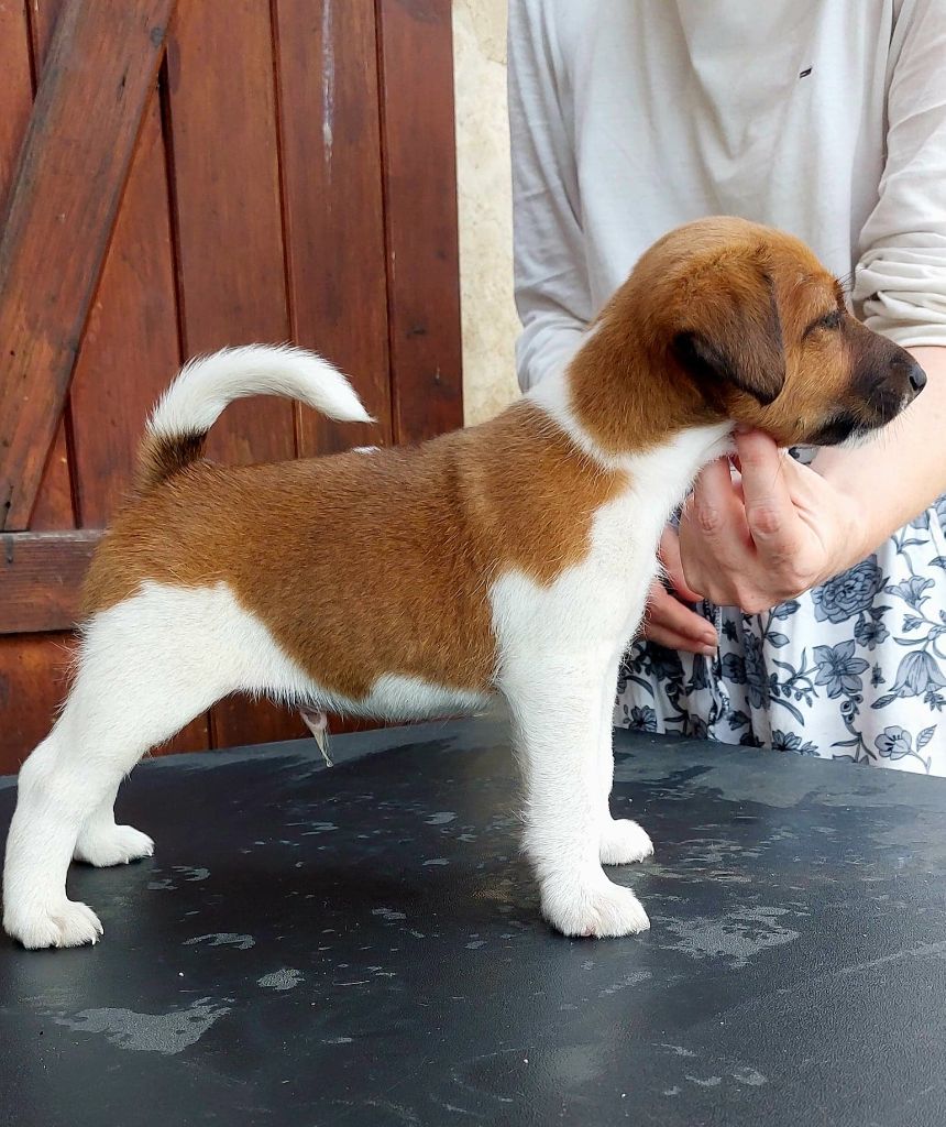 de la Vallee de Buire - Chiots disponibles - Fox Terrier Poil lisse