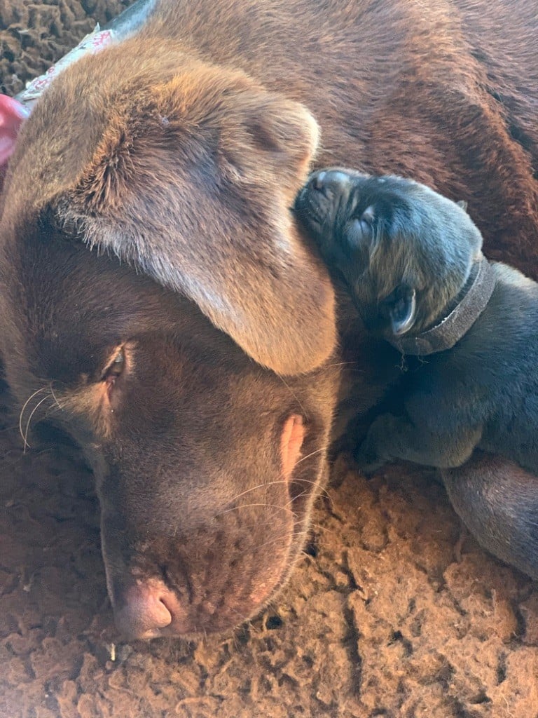 Chiot Labrador Retriever Keywater