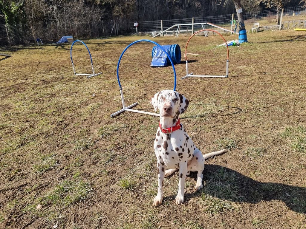 Hercule se met au Hoopers ! 