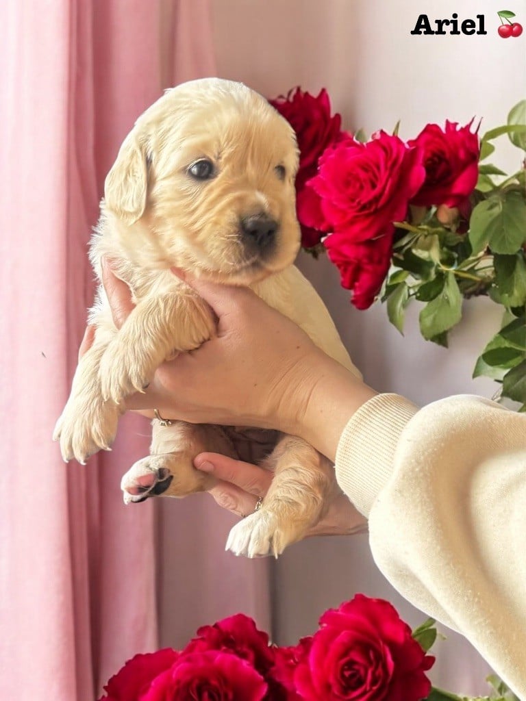 Du Domaine Des Trois Pommes - Chiots disponibles - Golden Retriever