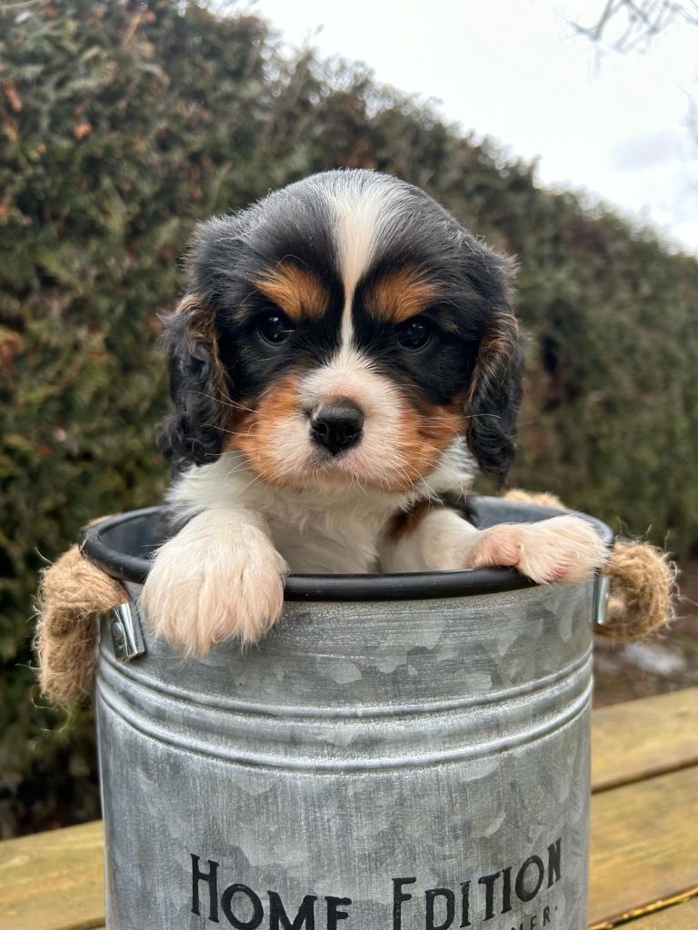 des Terres de Dai - Cavalier King Charles Spaniel - Portée née le 27/12/2023