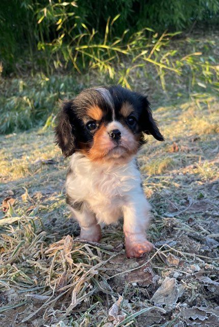 des Terres de Dai - Chiots disponibles - Cavalier King Charles Spaniel