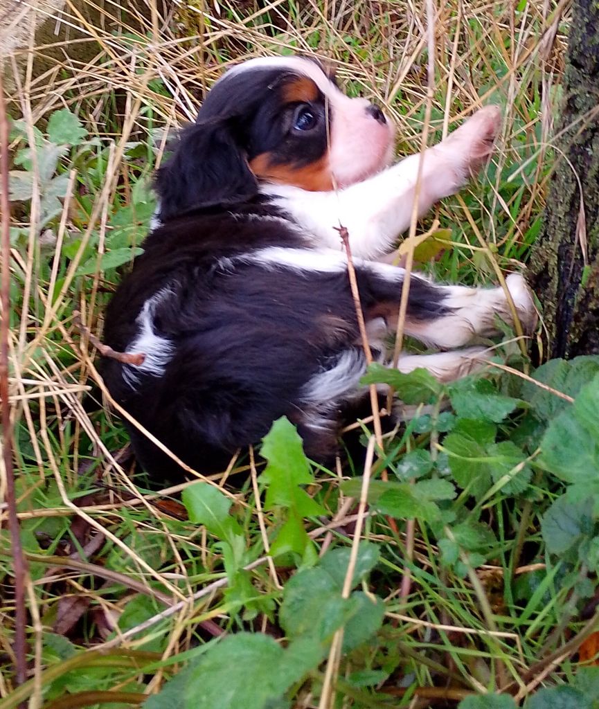 des Terres de Dai - Chiots disponibles - Cavalier King Charles Spaniel