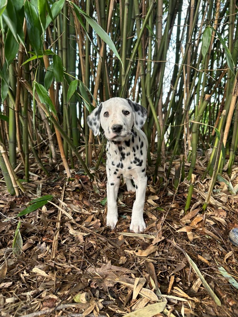 des Terres de Dai - Chiots disponibles - Dalmatien