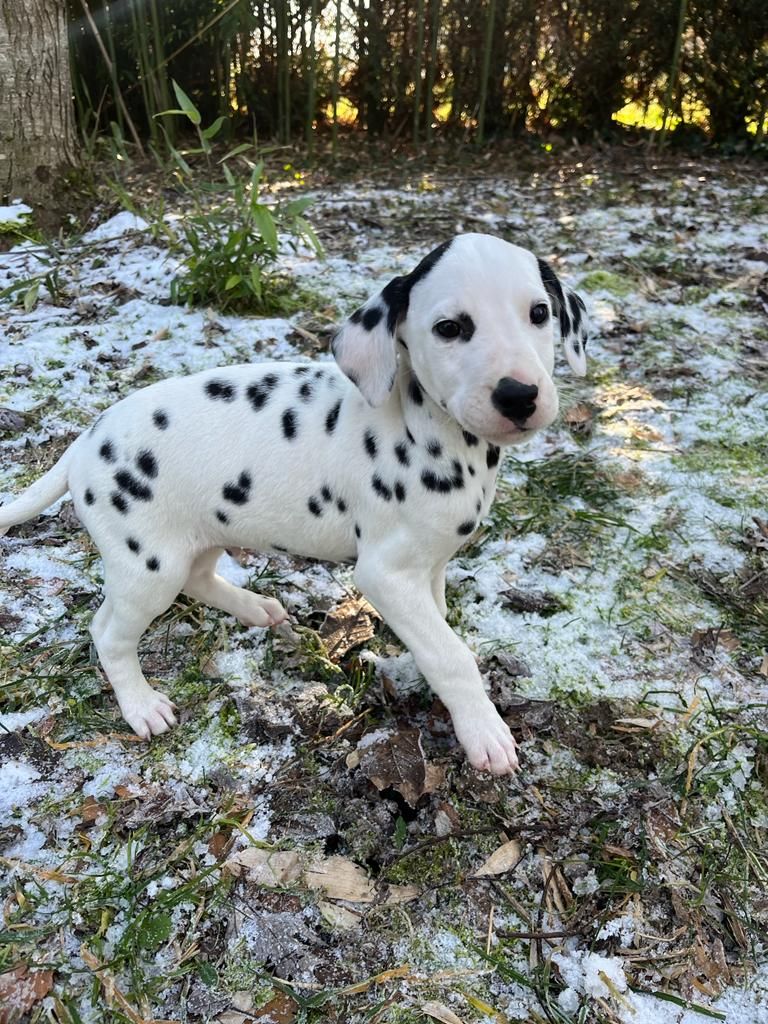 des Terres de Dai - Dalmatien - Portée née le 18/11/2023