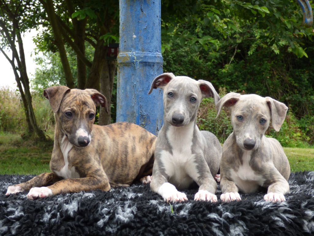 Chiot Whippet The Eagle Of Lucky