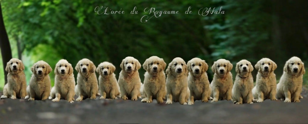 De L’Orée Du Royaume De Nala - Golden Retriever - Portée née le 05/05/2024