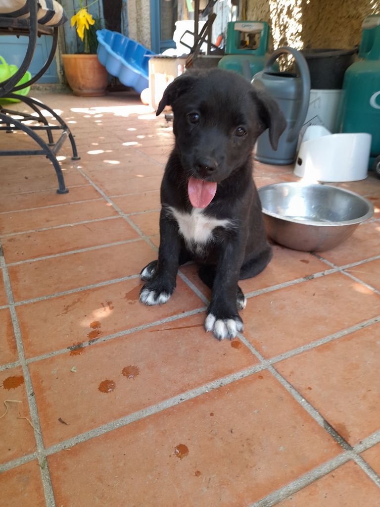 Faustine Pillé - Chiots disponibles - Cao Fila de São Miguel