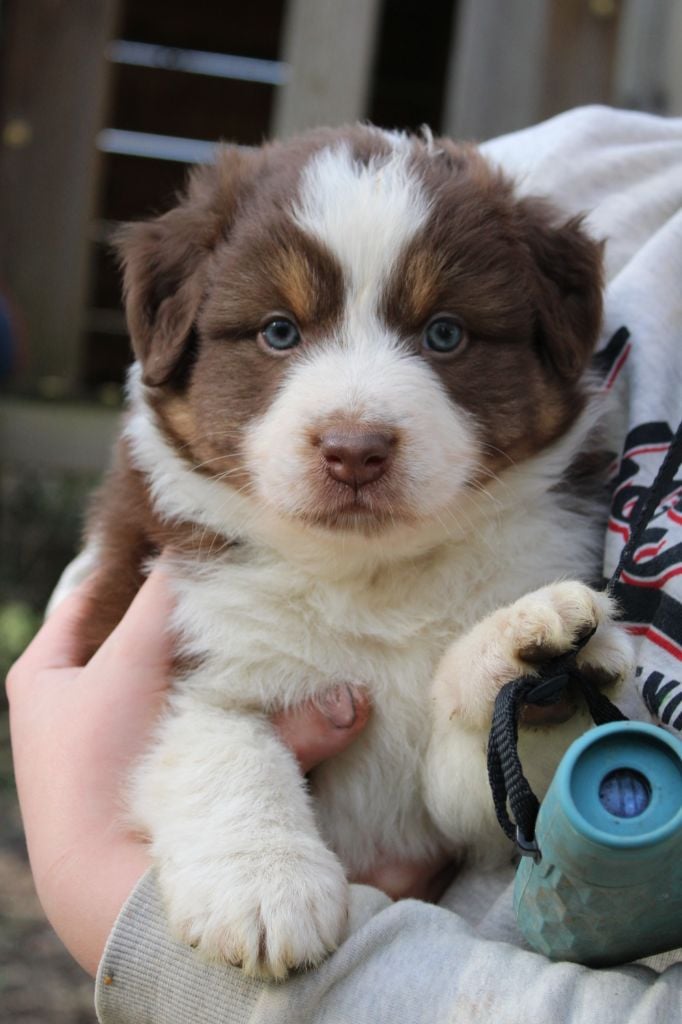 De La Lune Sombre - Chiots disponibles - Berger Australien