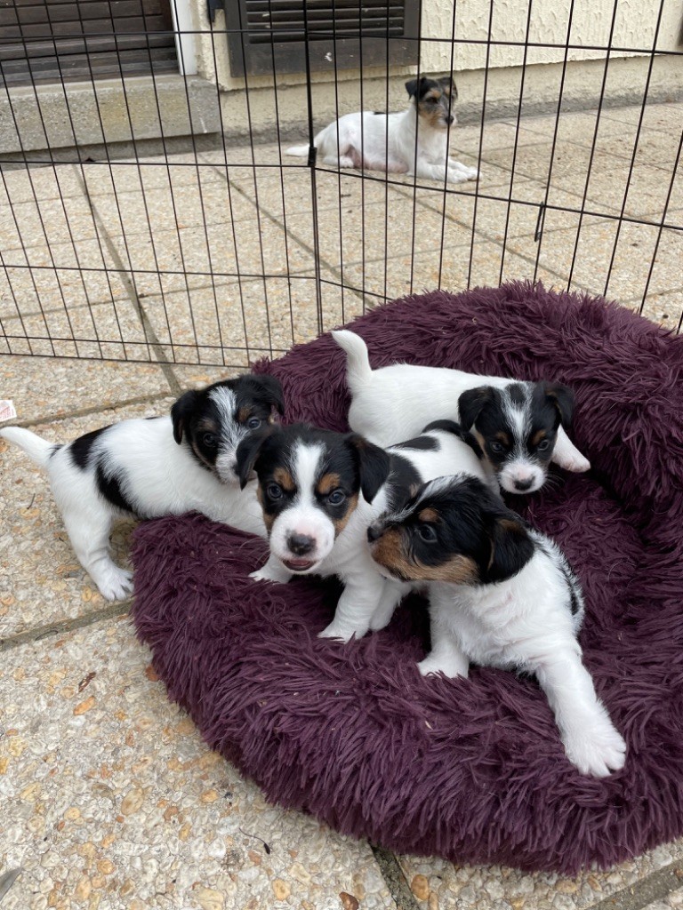 Des étoiles De La Baie - Jack Russell Terrier - Portée née le 11/08/2022