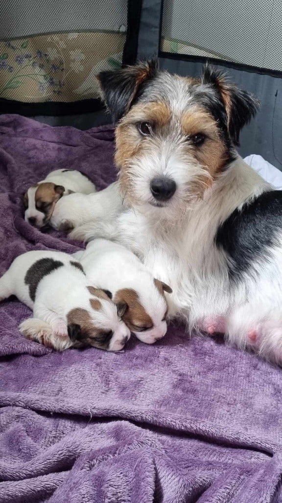 Chiot Jack Russell Terrier Des étoiles De La Baie