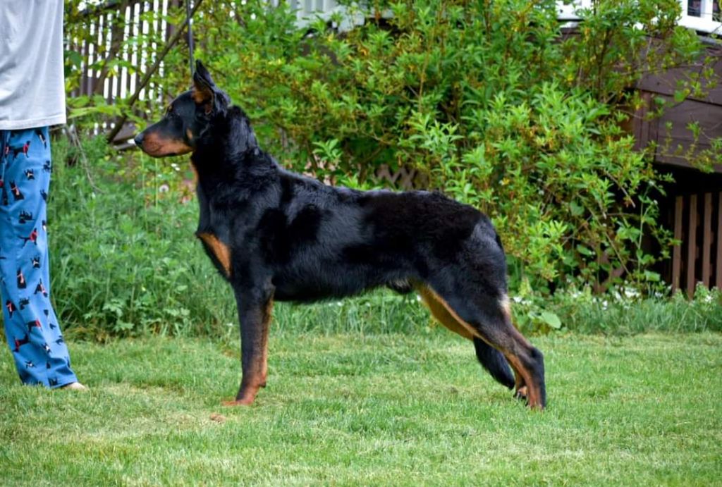 Du Domaine De Bartery - Usain (Roméo x Run) Champion AKC 