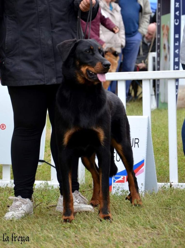 Du Domaine De Bartery - Uzo et Uvaï  champion jeune de France 2024 (en cours d'homologation) 