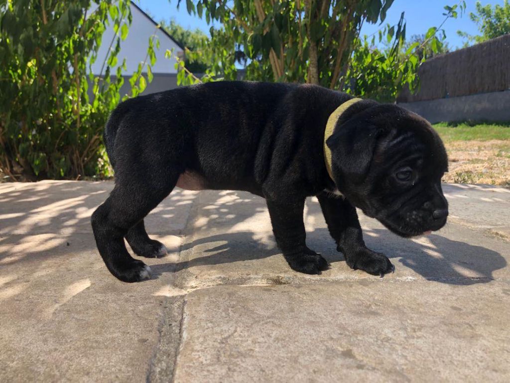 de la rose noire - Chiots disponibles - Staffordshire Bull Terrier