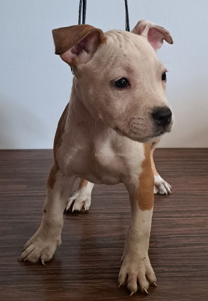 Oceane Rutkowski - Chiots disponibles - American Staffordshire Terrier