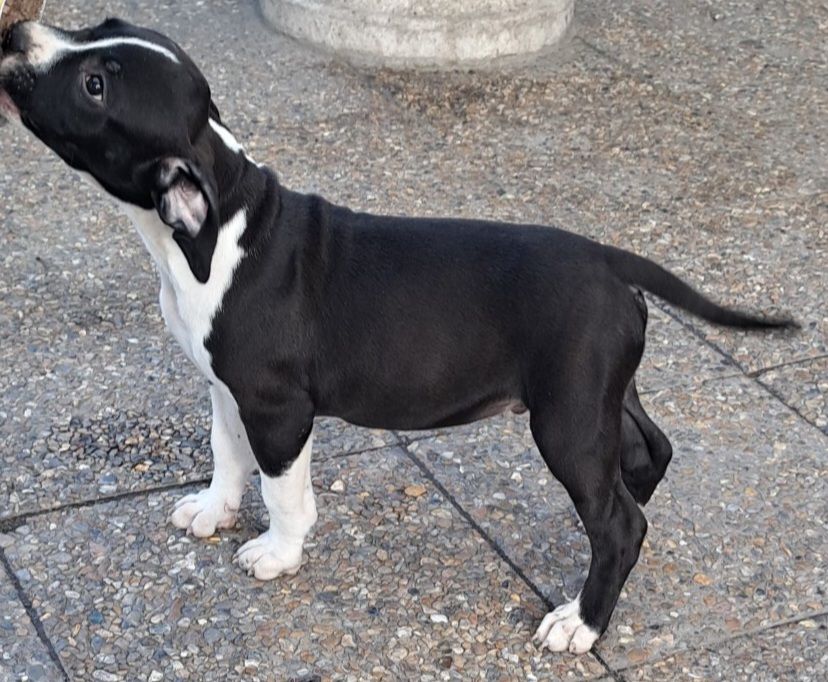 Oceane Rutkowski - Chiots disponibles - American Staffordshire Terrier