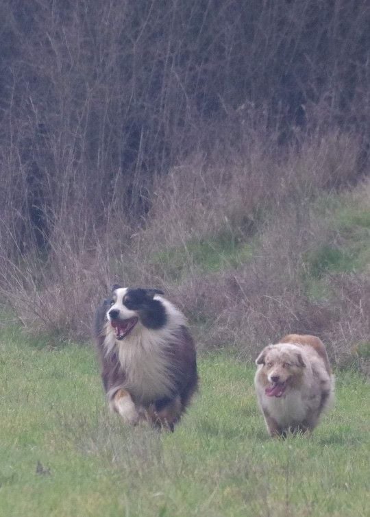 Des Chrysalides Arc En Ciel - chiots bergers australiens Nice Osmose