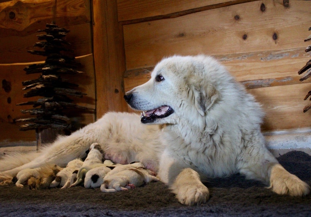 des Gardiens de la Milandre - Chien de Montagne des Pyrenees - Portée née le 23/03/2024