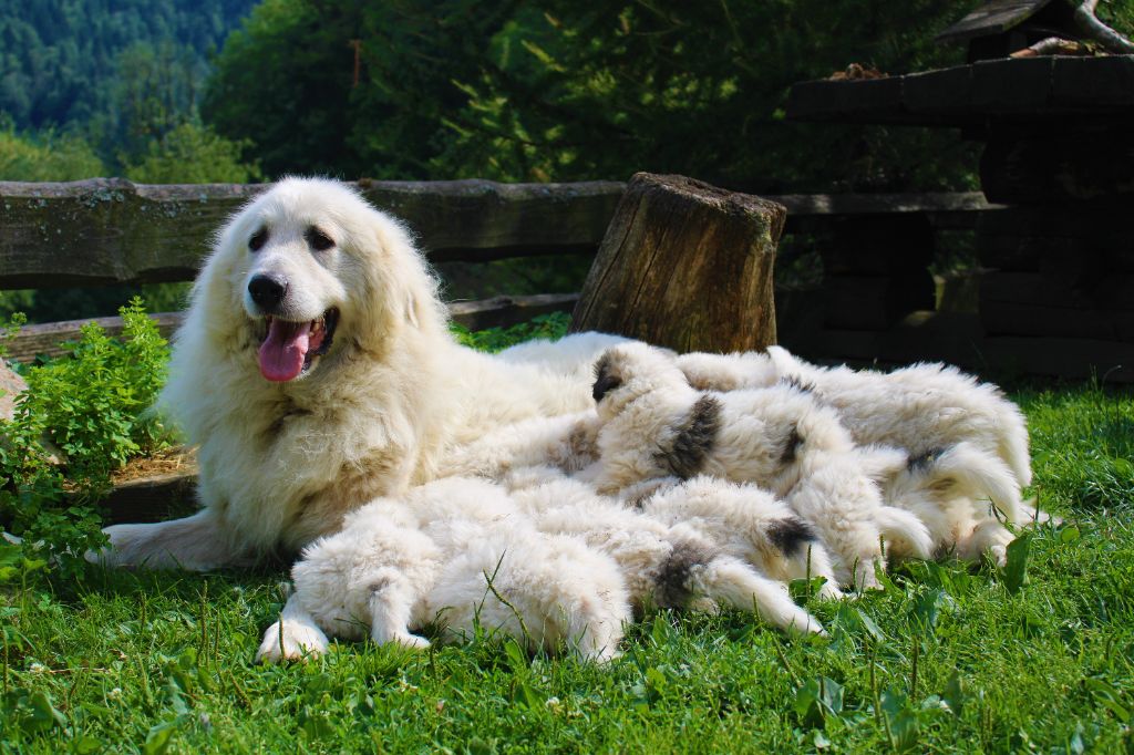 des Gardiens de la Milandre - Chien de Montagne des Pyrenees - Portée née le 13/06/2022