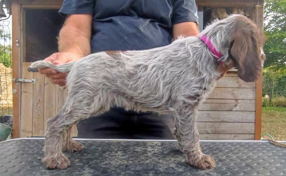 des Marais de Suire - Griffon d'arrêt à poil dur Korthals - Portée née le 14/06/2024