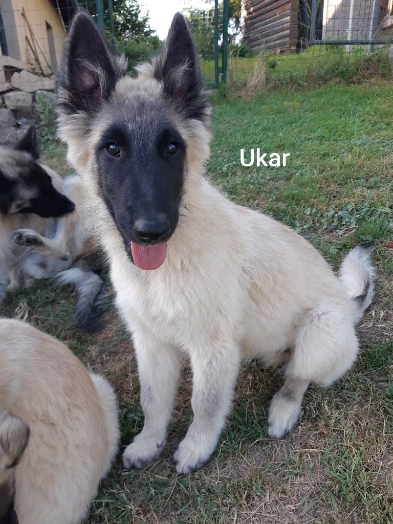 De L'Ecrin De Sable - Chiots disponibles - Berger Belge