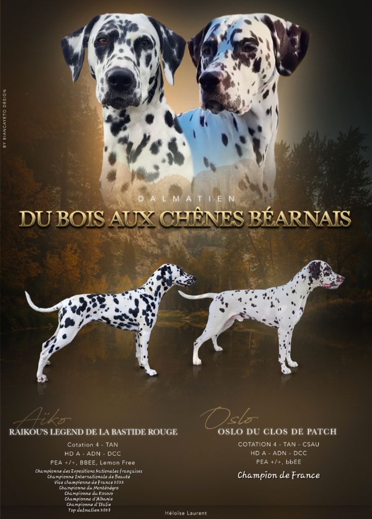 Du Bois Aux Chênes Béarnais - Dalmatien - Portée née le 09/05/2024