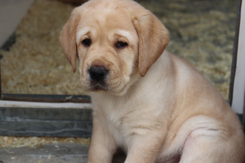 Du Domaine De Miya - Chiots disponibles - Labrador Retriever