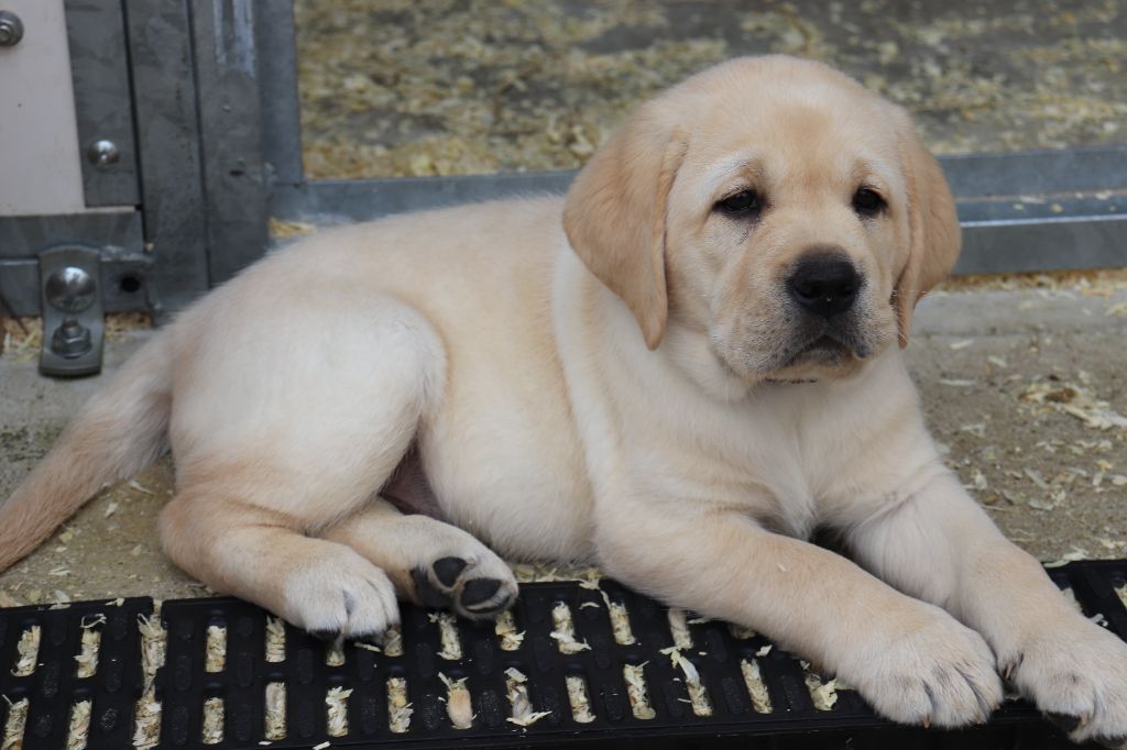 Du Domaine De Miya - Chiots disponibles - Labrador Retriever