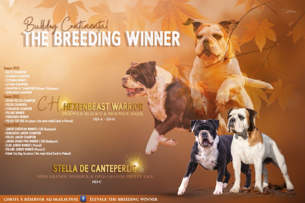 the Breeding Winner - Chiots à réserver