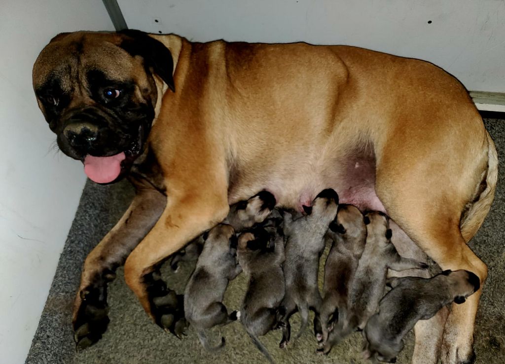 Chiot Bullmastiff the Breeding Winner