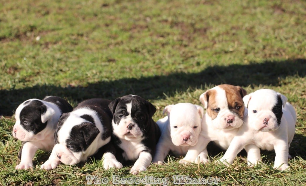 Chiot Bulldog continental the Breeding Winner