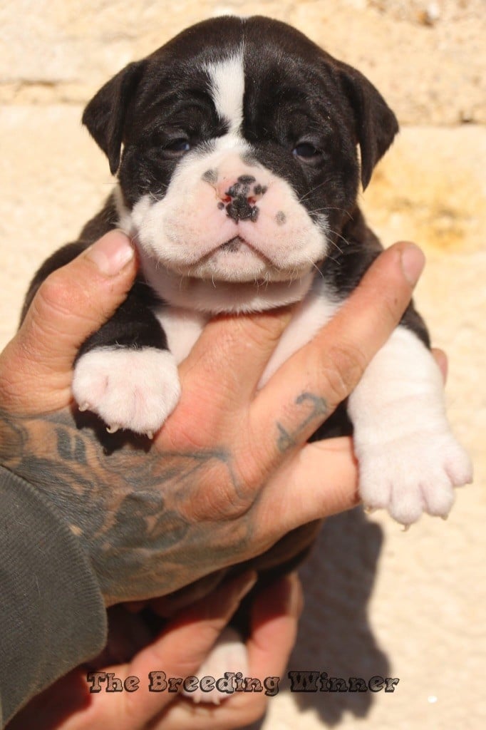 the Breeding Winner - Chiots disponibles - Bulldog continental