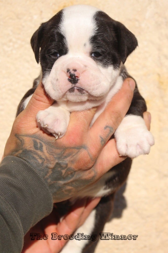 the Breeding Winner - Chiots disponibles - Bulldog continental