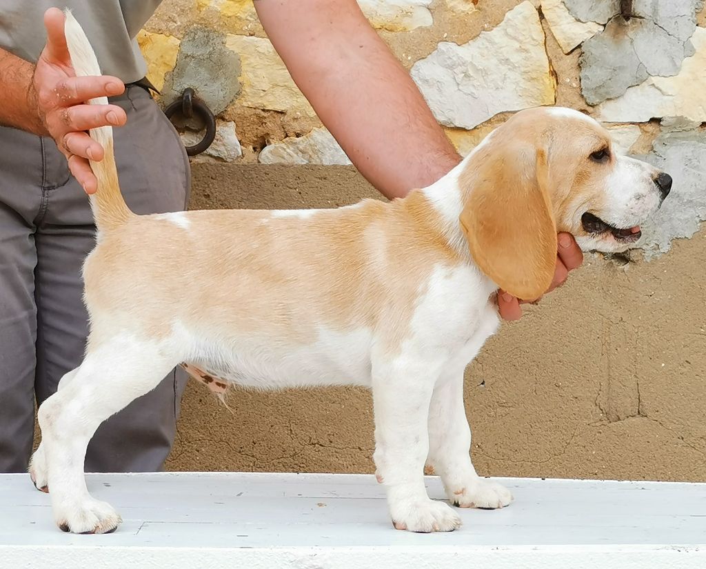 Du Grain De Forêt - Chiots disponibles - Beagle