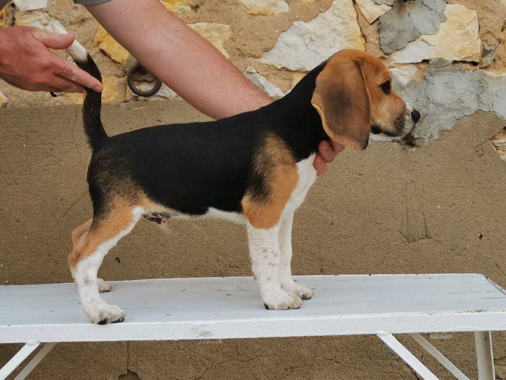 Du Grain De Forêt - Chiots disponibles - Beagle