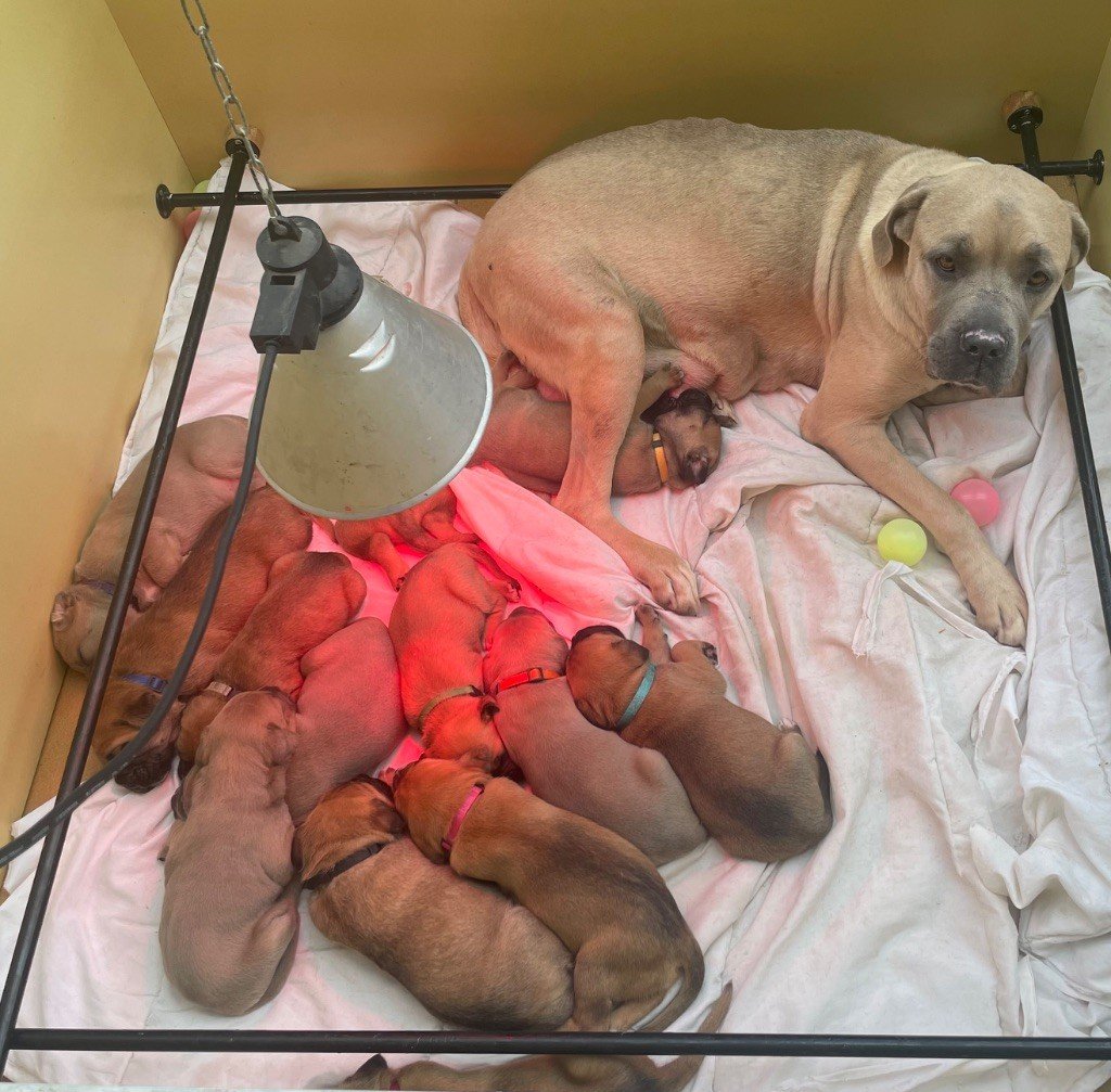 Chiot Cane Corso Le Domaine Des Amazones