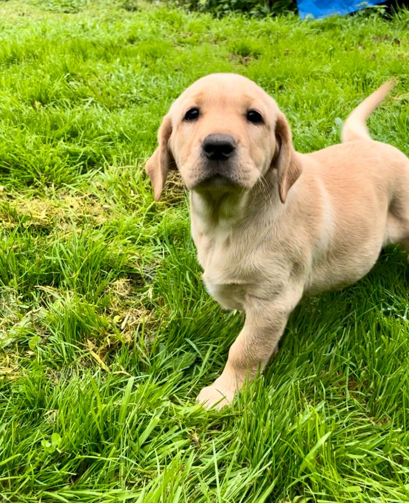 Des Iris De Grande Briere - Chiots disponibles - Labrador Retriever