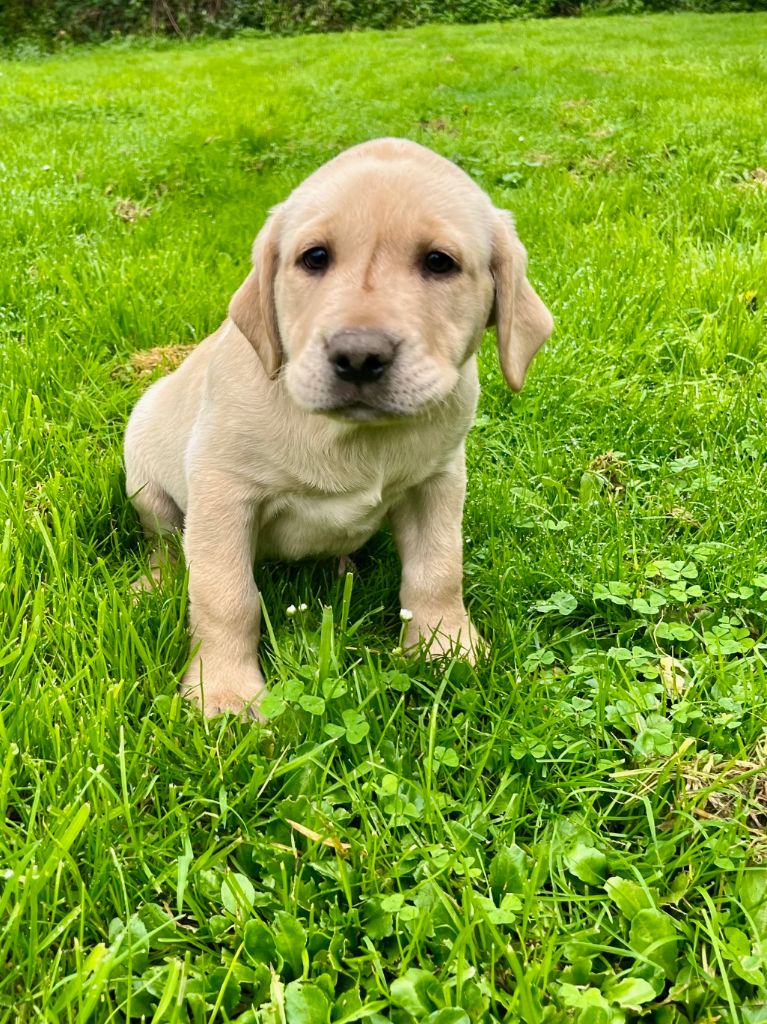 Des Iris De Grande Briere - Chiots disponibles - Labrador Retriever