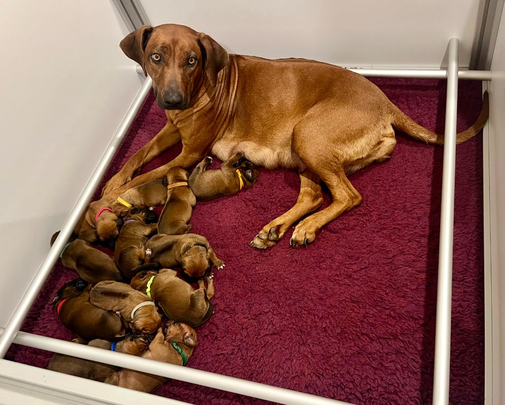 Méline Kesmedjian - Rhodesian Ridgeback - Portée née le 16/02/2025