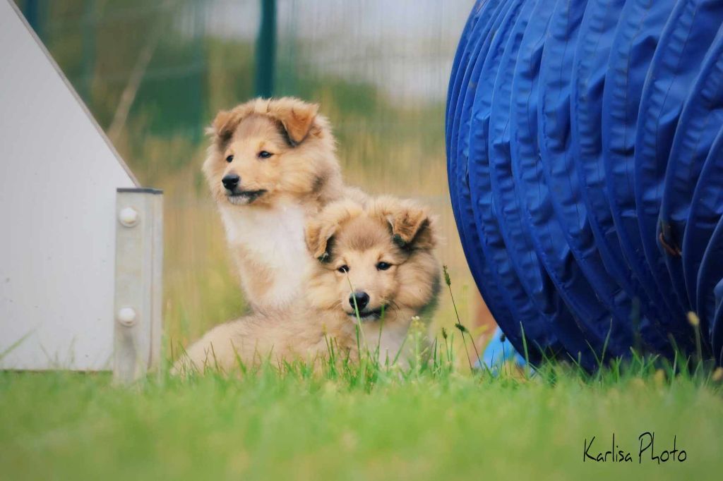 Of Manawan Island - Shetland Sheepdog - Portée née le 05/06/2023