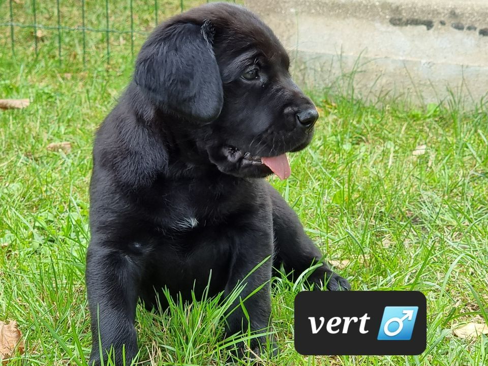 Sas Edlt - Chiots disponibles - Cane Corso