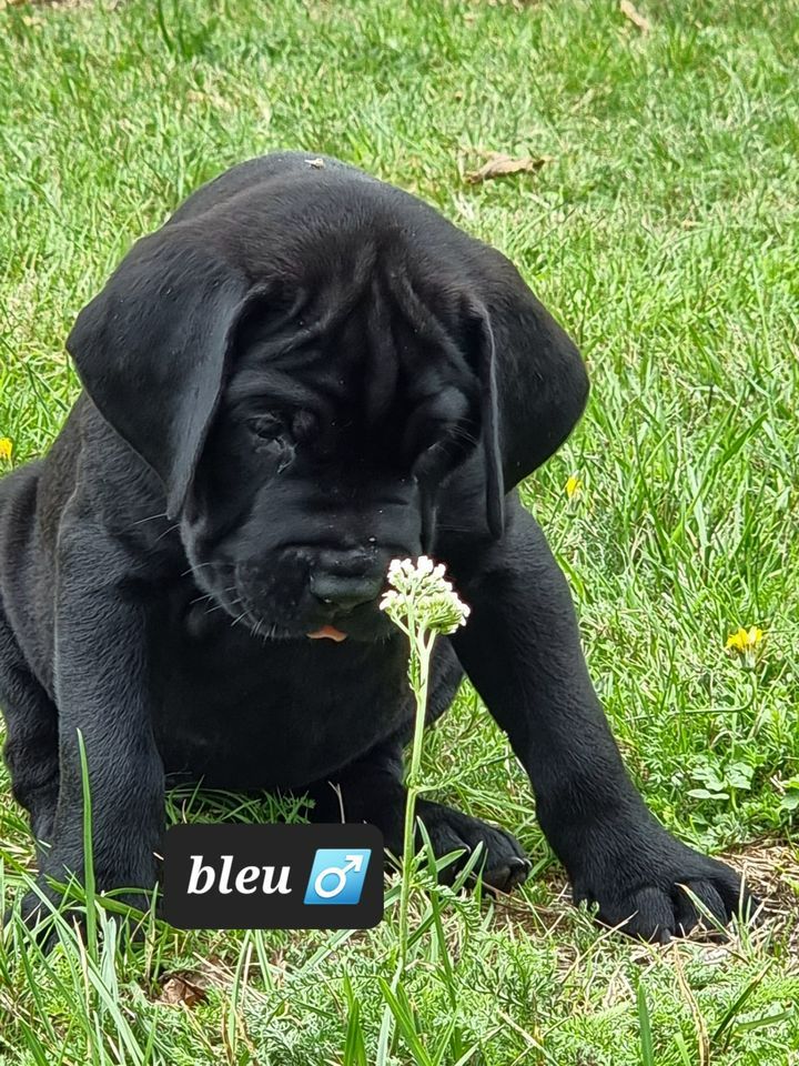 Sas Edlt - Chiots disponibles - Cane Corso