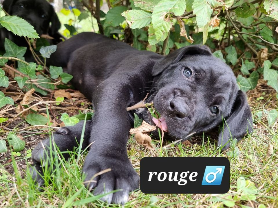 Sas Edlt - Chiots disponibles - Cane Corso