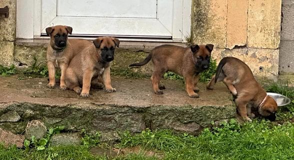 Chiot Berger Belge Des Brumes De Cyrinrock