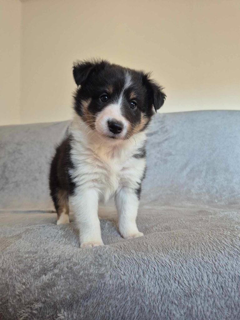 Du Lac De Glassi - Chiots disponibles - Shetland Sheepdog