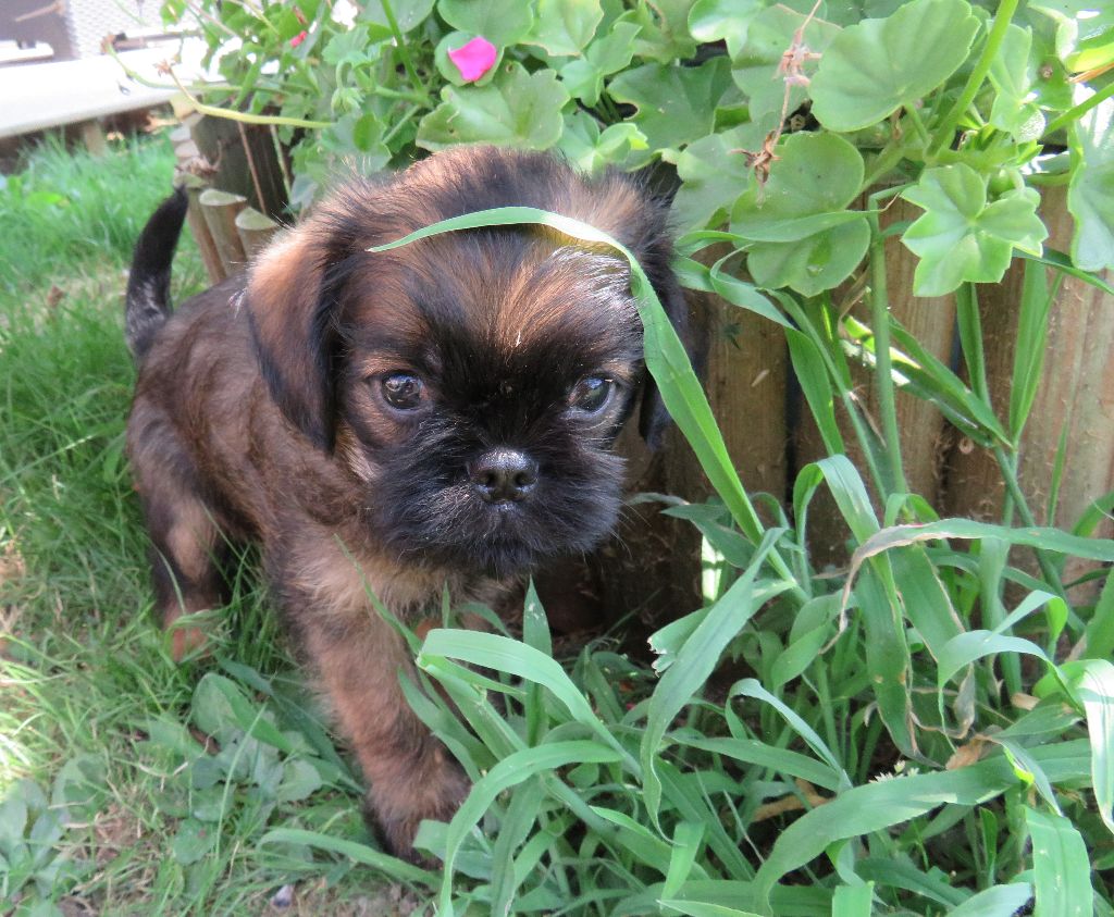 De La Maison De Rasta - Chiots disponibles - Griffon bruxellois