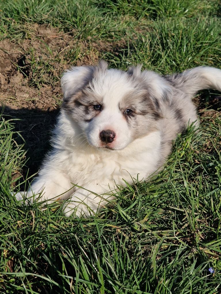 De La Cité Des Peintres - Chiots disponibles - Border Collie