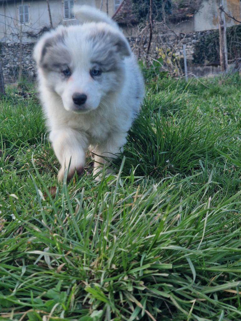 De La Cité Des Peintres - Chiots disponibles - Border Collie