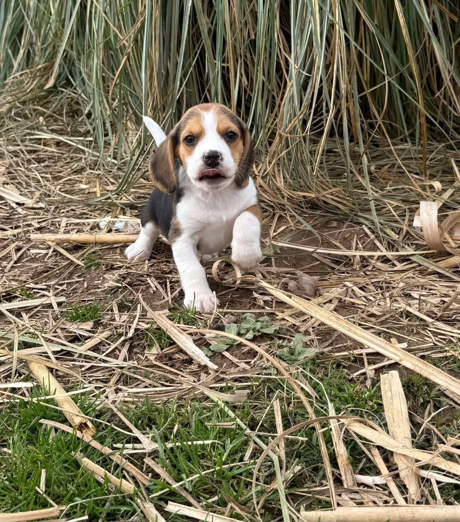 de la vignelais - Chiots disponibles - Beagle