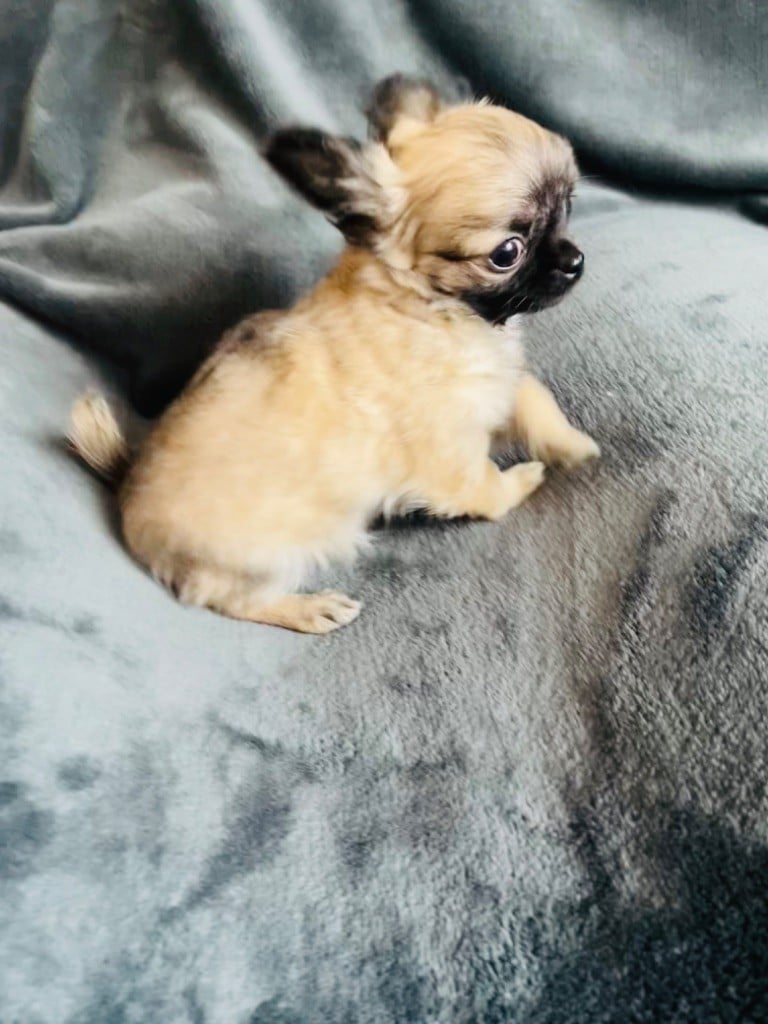 Chiot Chihuahua des Mini Elidyle